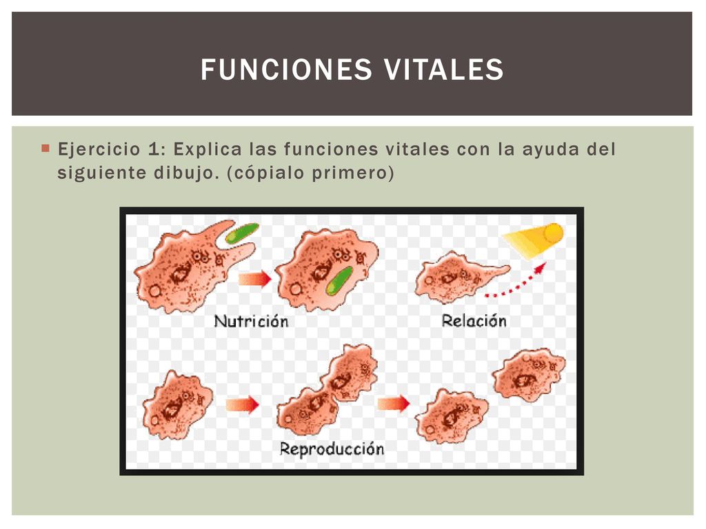 FUNCIONES VITALES Ejercicio 1: Explica las funciones vitales con la ayuda del siguiente dibujo.