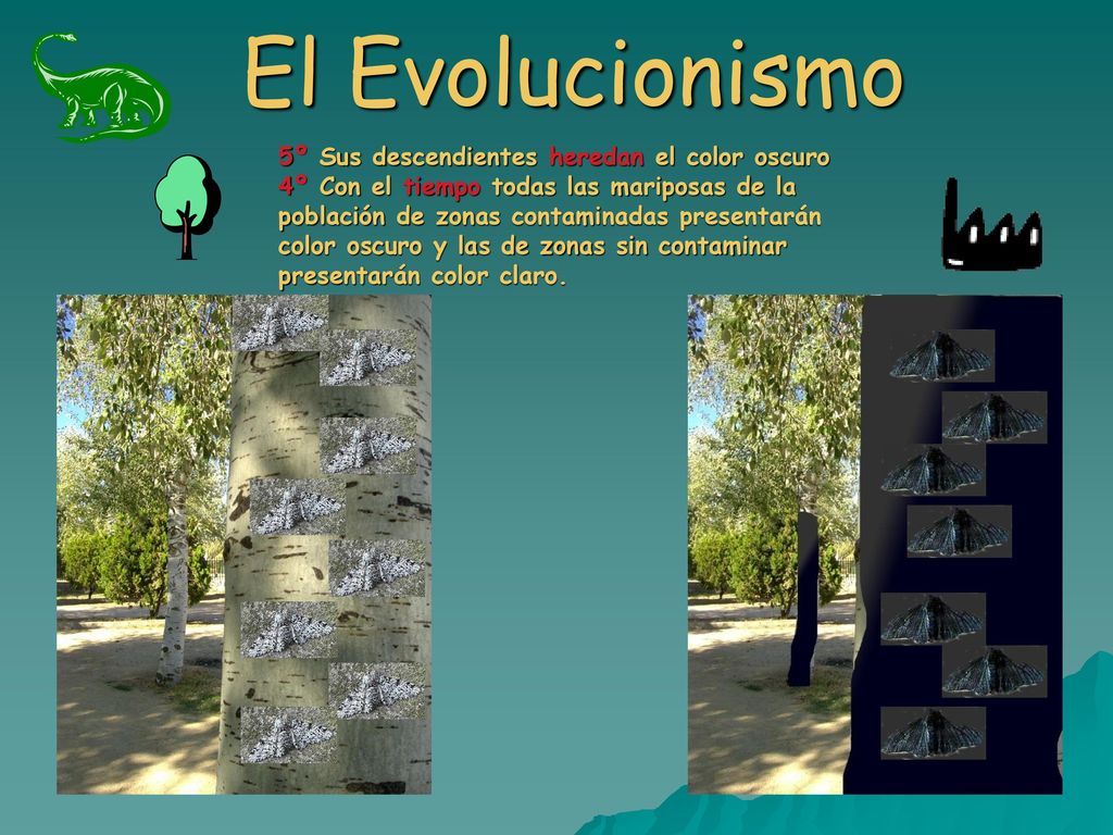 El Evolucionismo 5º Sus descendientes heredan el color oscuro
