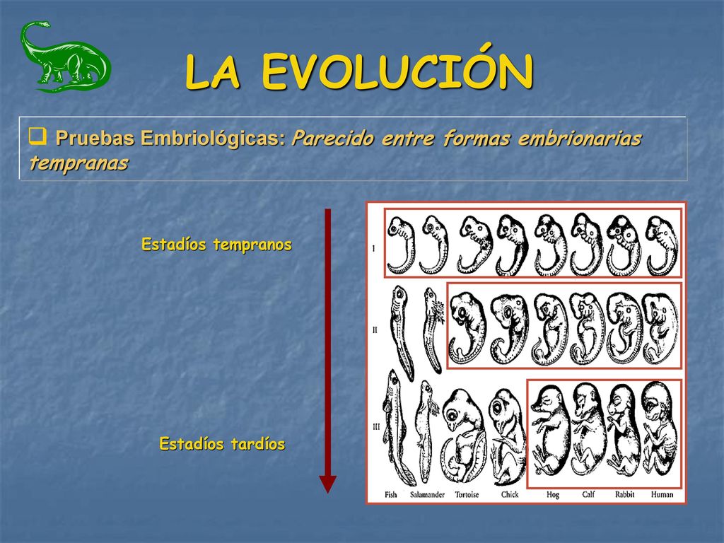 LA EVOLUCIÓN Pruebas Embriológicas: Parecido entre formas embrionarias tempranas. Estadíos tempranos.