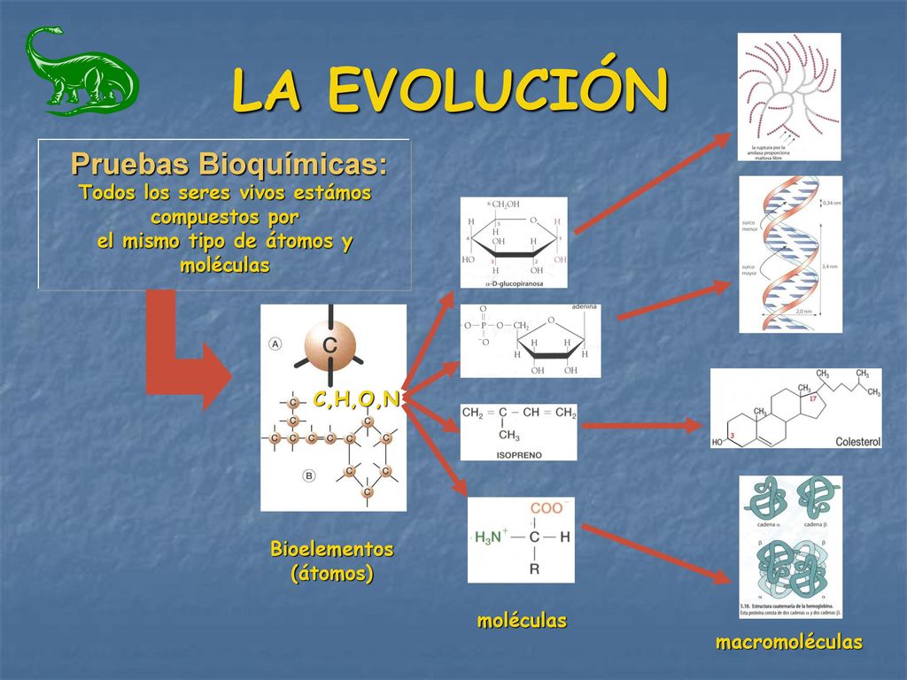 LA EVOLUCIÓN Pruebas Bioquímicas: Todos los seres vivos estámos compuestos por. el mismo tipo de átomos y moléculas.