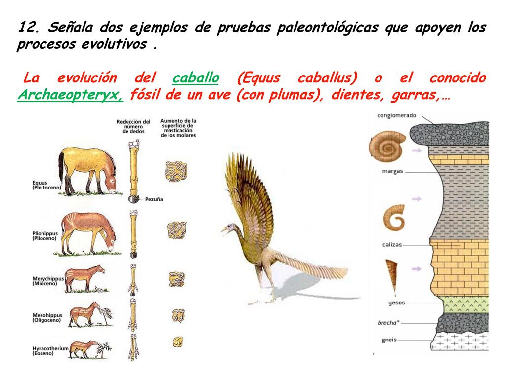 12. Señala dos ejemplos de pruebas paleontológicas que apoyen los procesos evolutivos .