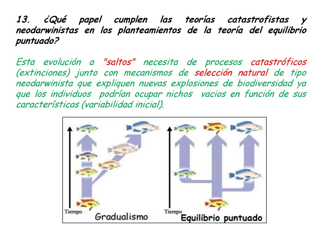 13. ¿Qué papel cumplen las teorías catastrofistas y neodarwinistas en los planteamientos de la teoría del equilibrio puntuado