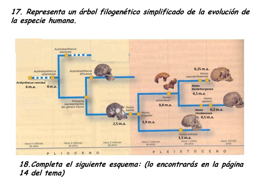 17. Representa un árbol filogenético simplificado de la evolución de la especie humana.