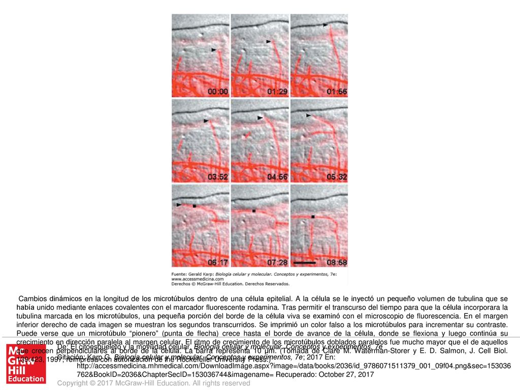 Cambios dinámicos en la longitud de los microtúbulos dentro de una célula epitelial. A la célula se le inyectó un pequeño volumen de tubulina que se había unido mediante enlaces covalentes con el marcador fluorescente rodamina. Tras permitir el transcurso del tiempo para que la célula incorporara la tubulina marcada en los microtúbulos, una pequeña porción del borde de la célula viva se examinó con el microscopio de fluorescencia. En el margen inferior derecho de cada imagen se muestran los segundos transcurridos. Se imprimió un color falso a los microtúbulos para incrementar su contraste. Puede verse que un microtúbulo pionero (punta de flecha) crece hasta el borde de avance de la célula, donde se flexiona y luego continúa su crecimiento en dirección paralela al margen celular. El ritmo de crecimiento de los microtúbulos doblados paralelos fue mucho mayor que el de aquellos que crecen perpendiculares al borde de la célula. La barra representa 10 μm. (Tomada de Clare M. Waterman-Storer y E. D. Salmon, J. Cell Biol. 139:423, 1997, reimpresa con autorización de the Rockefeller University Press.)