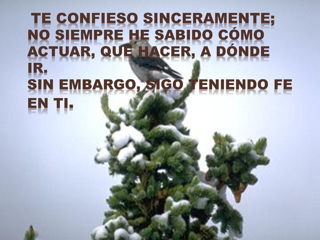 Te confieso sinceramente; no siempre he sabido cómo actuar, qué hacer, a dónde ir.