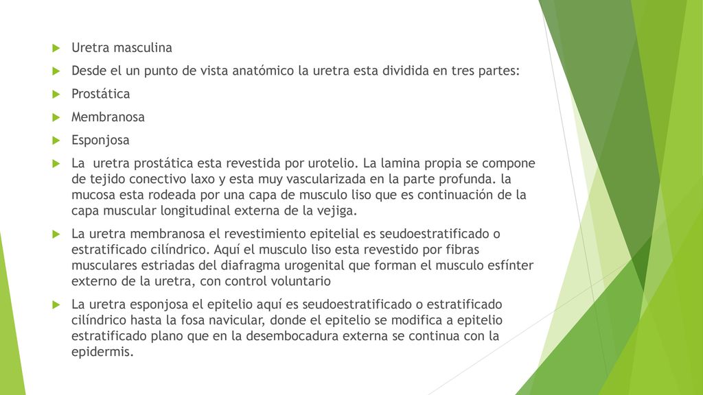 Uretra masculina Desde el un punto de vista anatómico la uretra esta dividida en tres partes: Prostática.