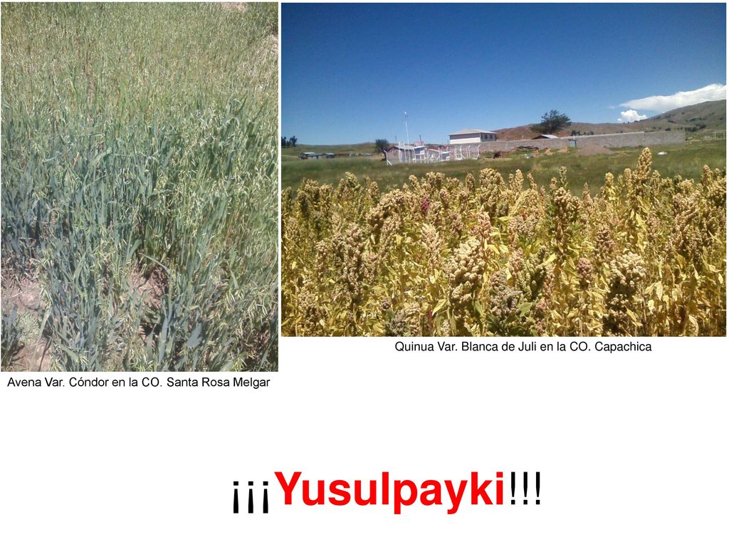 ¡¡¡Yusulpayki!!! Quinua Var. Blanca de Juli en la CO. Capachica