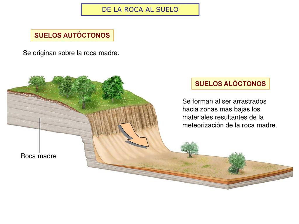 DE LA ROCA AL SUELO SUELOS AUTÓCTONOS. Se originan sobre la roca madre. SUELOS ALÓCTONOS.