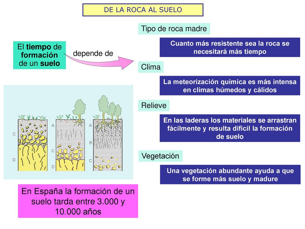 En España la formación de un suelo tarda entre y años