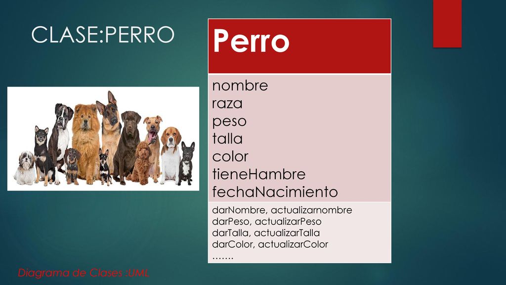 Perro CLASE:PERRO nombre raza peso talla color tieneHambre