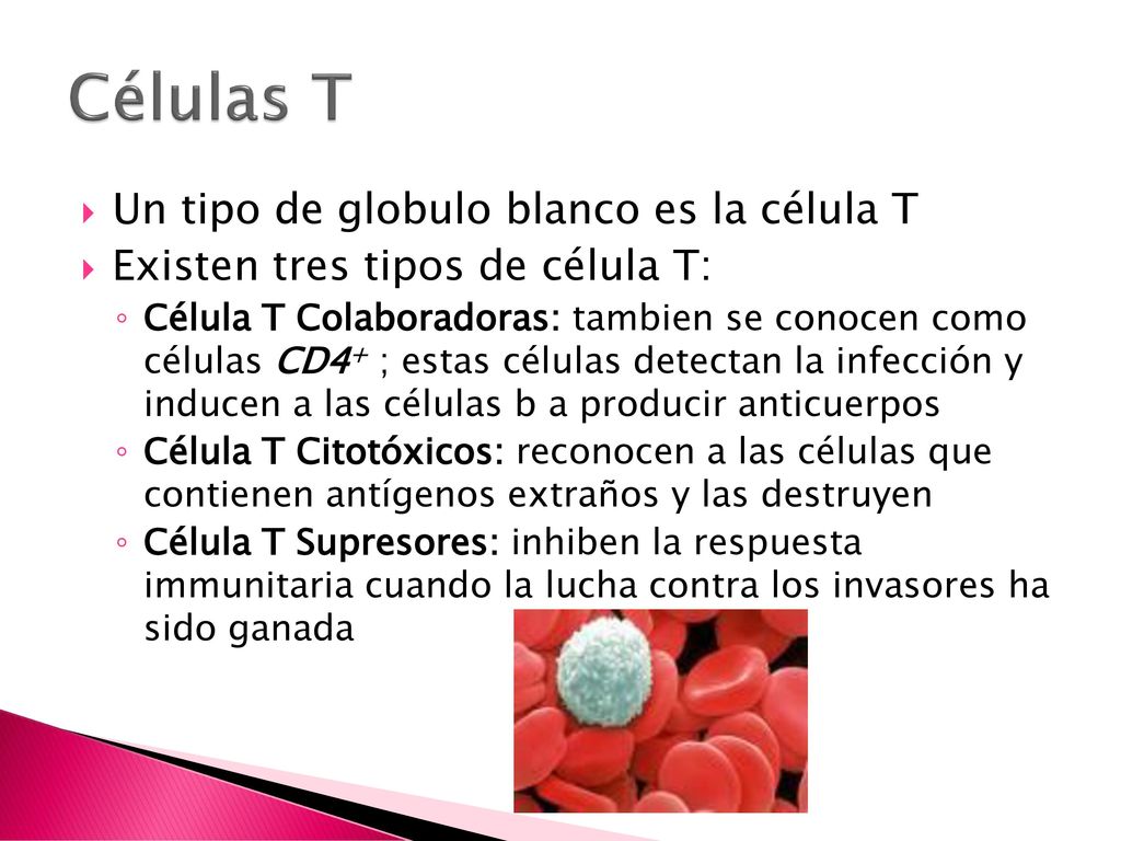Células T Un tipo de globulo blanco es la célula T