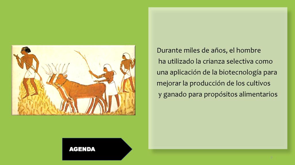 Durante miles de años, el hombre ha utilizado la crianza selectiva como una aplicación de la biotecnología para mejorar la producción de los cultivos y ganado para propósitos alimentarios