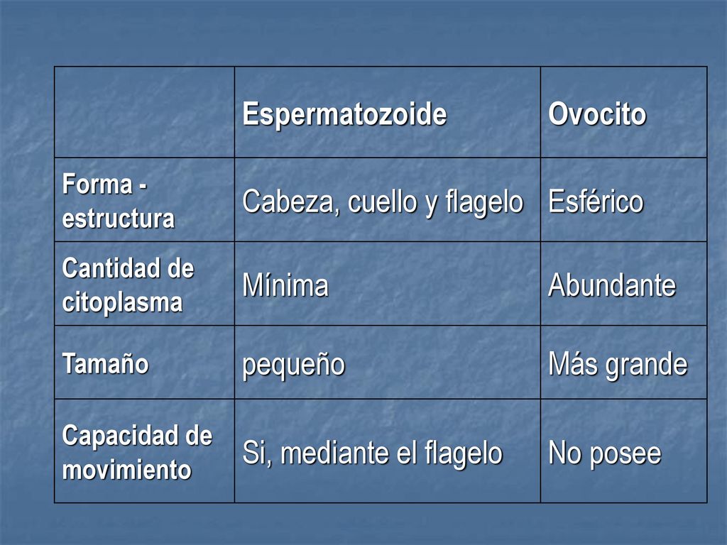 Cabeza, cuello y flagelo Esférico Mínima Abundante pequeño Más grande