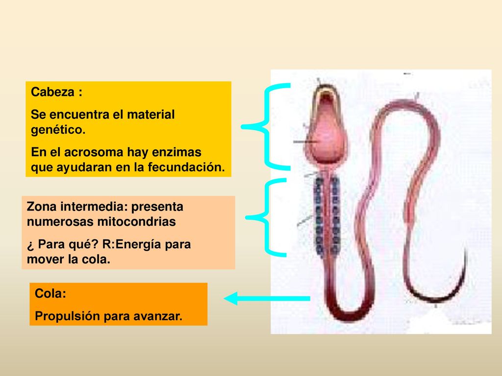 Cabeza : Se encuentra el material genético. En el acrosoma hay enzimas que ayudaran en la fecundación.