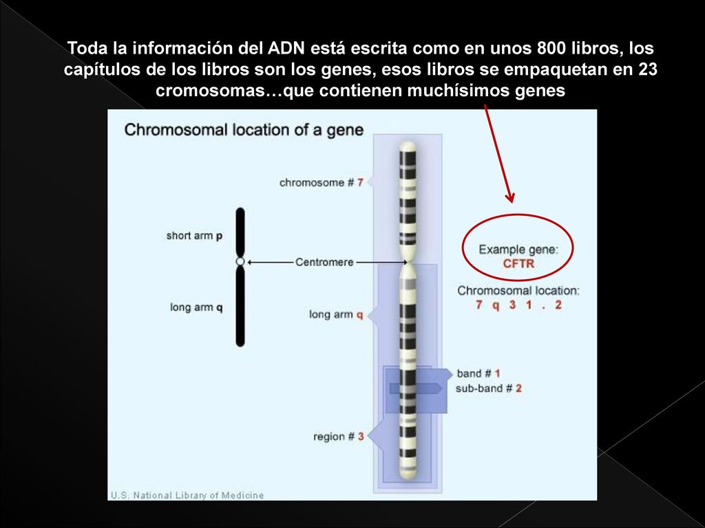 Toda la información del ADN está escrita como en unos 800 libros, los capítulos de los libros son los genes, esos libros se empaquetan en 23 cromosomas…que contienen muchísimos genes