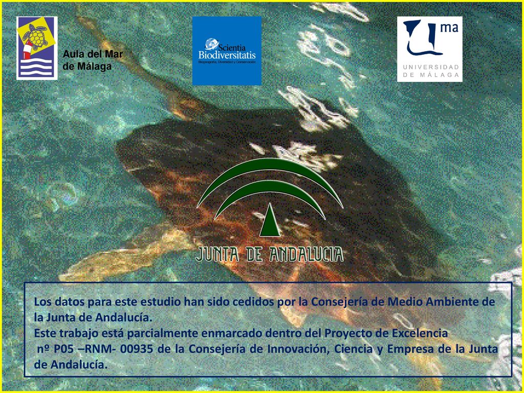 Aula del Mar de Málaga. Los datos para este estudio han sido cedidos por la Consejería de Medio Ambiente de la Junta de Andalucía.
