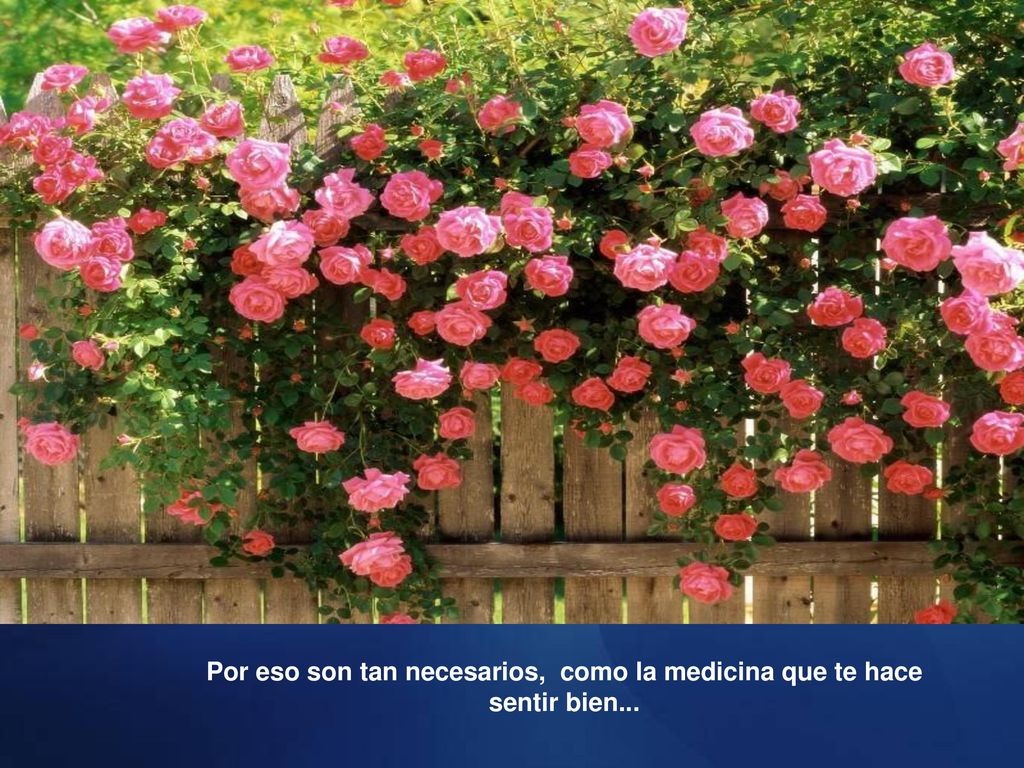 Por eso son tan necesarios, como la medicina que te hace sentir bien...