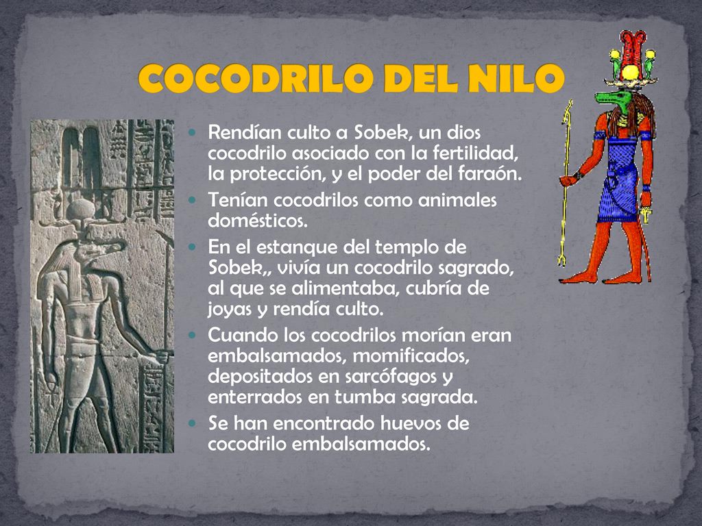 COCODRILO DEL NILO Rendían culto a Sobek, un dios cocodrilo asociado con la fertilidad, la protección, y el poder del faraón.