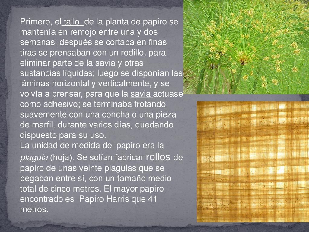 Primero, el tallo de la planta de papiro se mantenía en remojo entre una y dos semanas; después se cortaba en finas tiras se prensaban con un rodillo, para eliminar parte de la savia y otras sustancias líquidas; luego se disponían las láminas horizontal y verticalmente, y se volvía a prensar, para que la savia actuase como adhesivo; se terminaba frotando suavemente con una concha o una pieza de marfil, durante varios días, quedando dispuesto para su uso.