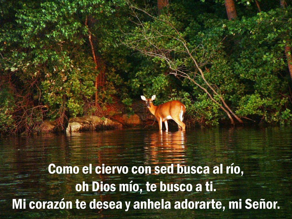 Como el ciervo con sed busca al río, oh Dios mío, te busco a ti