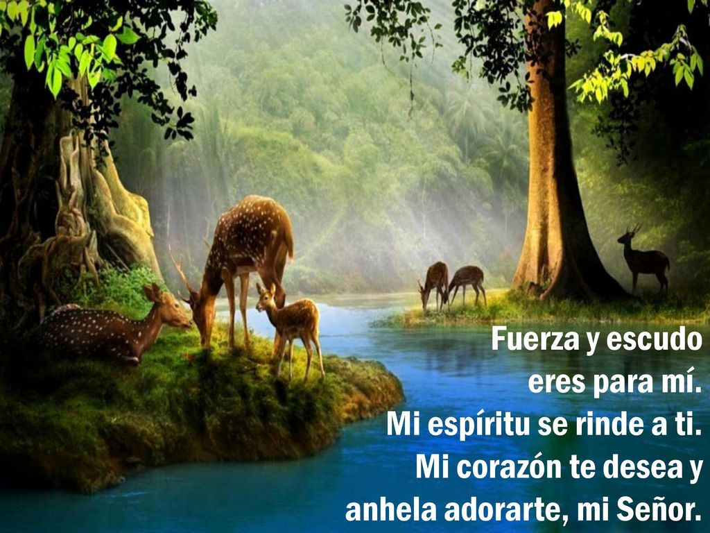 Fuerza y escudo eres para mí. Mi espíritu se rinde a ti