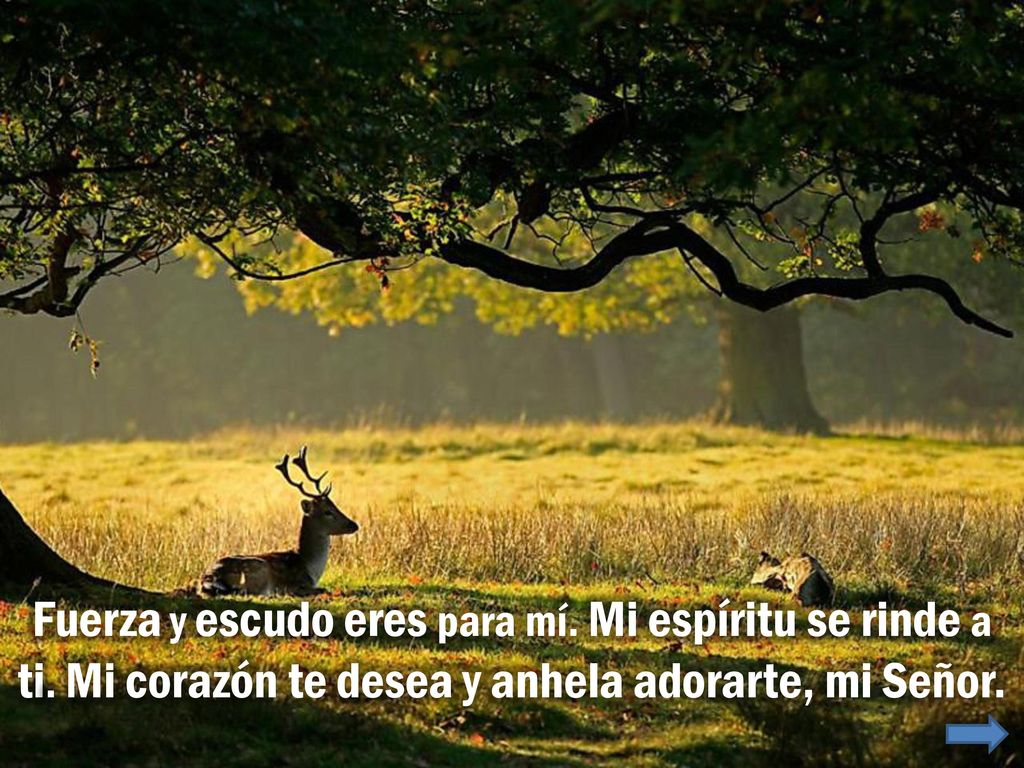 Fuerza y escudo eres para mí. Mi espíritu se rinde a ti
