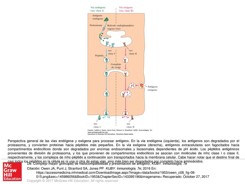 Perspectiva general de las vías endógena y exógena para procesar antígeno. En la vía endógena (izquierda), los antígenos son degradados por el proteasoma, y convierten proteínas hacia péptidos más pequeños. En la vía exógena (derecha), antígenos extracelulares son fagocitados hacia compartimentos endocíticos donde son degradados por enzimas endosomales y lisosomales dependientes de pH ácido. Los péptidos antigénicos provenientes de división de proteasoma, y los que provienen de compartimentos endocíticos se asocian con moléculas de mhc clase I o clase II, respectivamente, y los complejos de mhc-péptido a continuación son transportados hacia la membrana celular. Cabe hacer notar que el destino final de casi todos los péptidos en la célula es ni una ni otra de estas vías, sino más bien ser degradados por completo hacia aminoácidos.