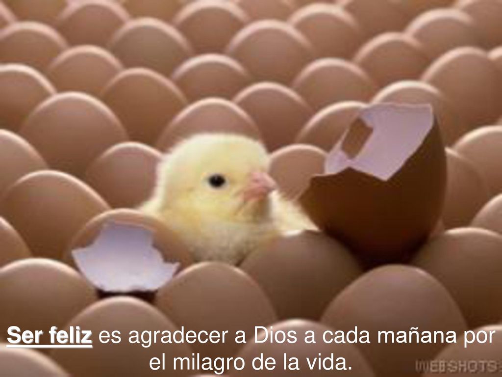 Ser feliz es agradecer a Dios a cada mañana por el milagro de la vida.