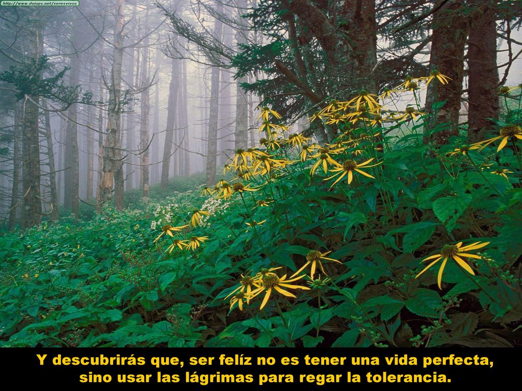 Y descubrirás que, ser felíz no es tener una vida perfecta, sino usar las lágrimas para regar la tolerancia.