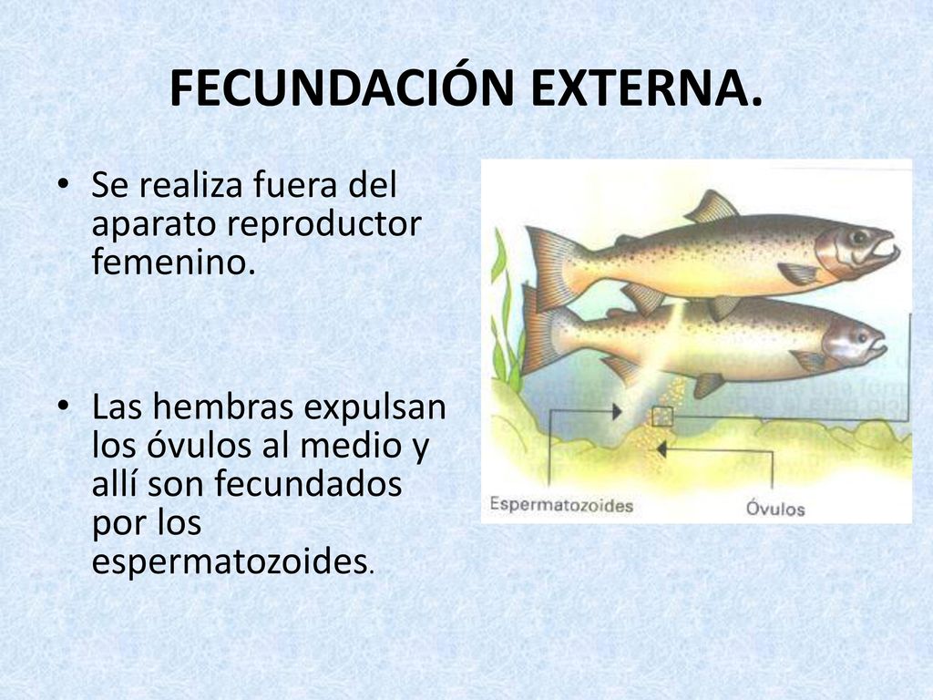 FECUNDACIÓN EXTERNA. Se realiza fuera del aparato reproductor femenino.