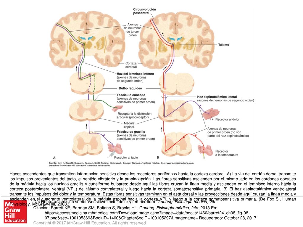 Haces ascendentes que transmiten información sensitiva desde los receptores periféricos hasta la corteza cerebral. A) La vía del cordón dorsal transmite los impulsos provenientes del tacto, el sentido vibratorio y la propiocepción. Las fibras sensitivas ascienden por el mismo lado en los cordones dorsales de la médula hacia los núcleos gracilis y cuneiforme bulbares; desde aquí las fibras cruzan la línea media y ascienden en el lemnisco interno hacia la corteza posterolateral ventral (VPL) del tálamo contralateral y luego hacia la corteza somatosensitiva primaria. B) El haz espinotalámico ventrolateral transmite los impulsos del dolor y la temperatura. Estas fibras sensitivas terminan en el asta dorsal y las proyecciones desde aquí cruzan la línea media y ascienden en el cuadrante ventrolateral de la médula espinal hacia la corteza VPL y luego a la corteza somatosensitiva primaria. (De Fox SI, Human Physiology. McGraw-Hill, 2008.)