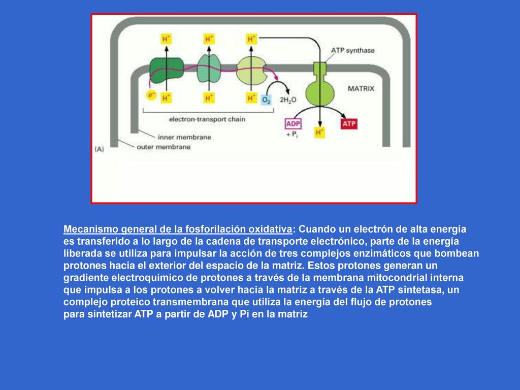 Mecanismo general de la fosforilación oxidativa: Cuando un electrón de alta energía es transferido a lo largo de la cadena de transporte electrónico, parte de la energía liberada se utiliza para impulsar la acción de tres complejos enzimáticos que bombean protones hacia el exterior del espacio de la matriz. Estos protones generan un gradiente electroquímico de protones a través de la membrana mitocondrial interna que impulsa a los protones a volver hacia la matriz a través de la ATP sintetasa, un complejo proteico transmembrana que utiliza la energía del flujo de protones