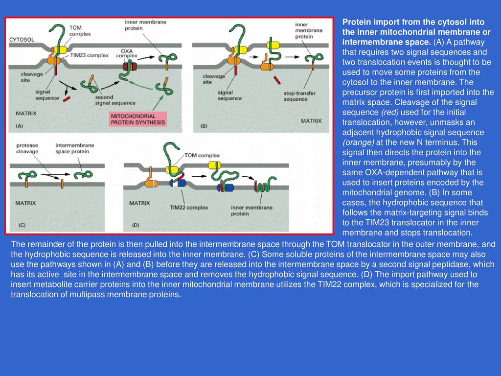 Protein import from the cytosol into the inner mitochondrial membrane or intermembrane space. (A) A pathway that requires two signal sequences and two translocation events is thought to be used to move some proteins from the cytosol to the inner membrane. The precursor protein is first imported into the matrix space. Cleavage of the signal sequence (red) used for the initial translocation, however, unmasks an adjacent hydrophobic signal sequence (orange) at the new N terminus. This signal then directs the protein into the inner membrane, presumably by the same OXA-dependent pathway that is used to insert proteins encoded by the mitochondrial genome. (B) In some cases, the hydrophobic sequence that follows the matrix-targeting signal binds to the TIM23 translocator in the inner membrane and stops translocation.