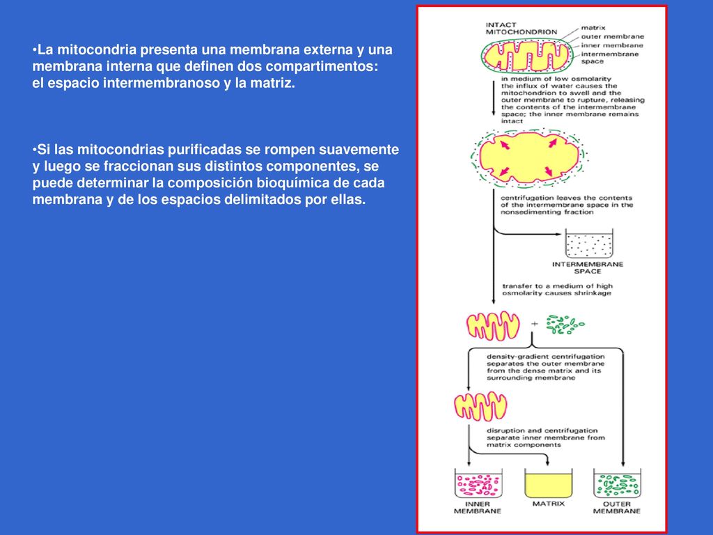 La mitocondria presenta una membrana externa y una membrana interna que definen dos compartimentos: