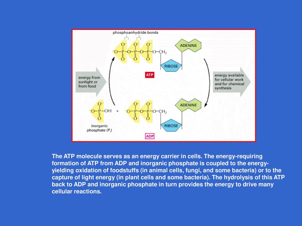 The ATP molecule serves as an energy carrier in cells