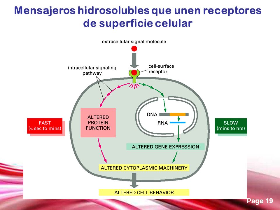 Mensajeros hidrosolubles que unen receptores de superficie celular