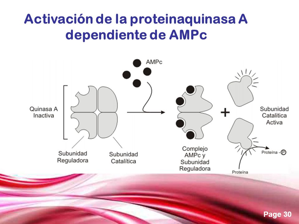 Activación de la proteinaquinasa A