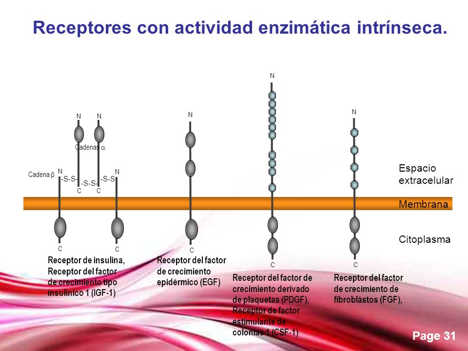 Receptores con actividad enzimática intrínseca.