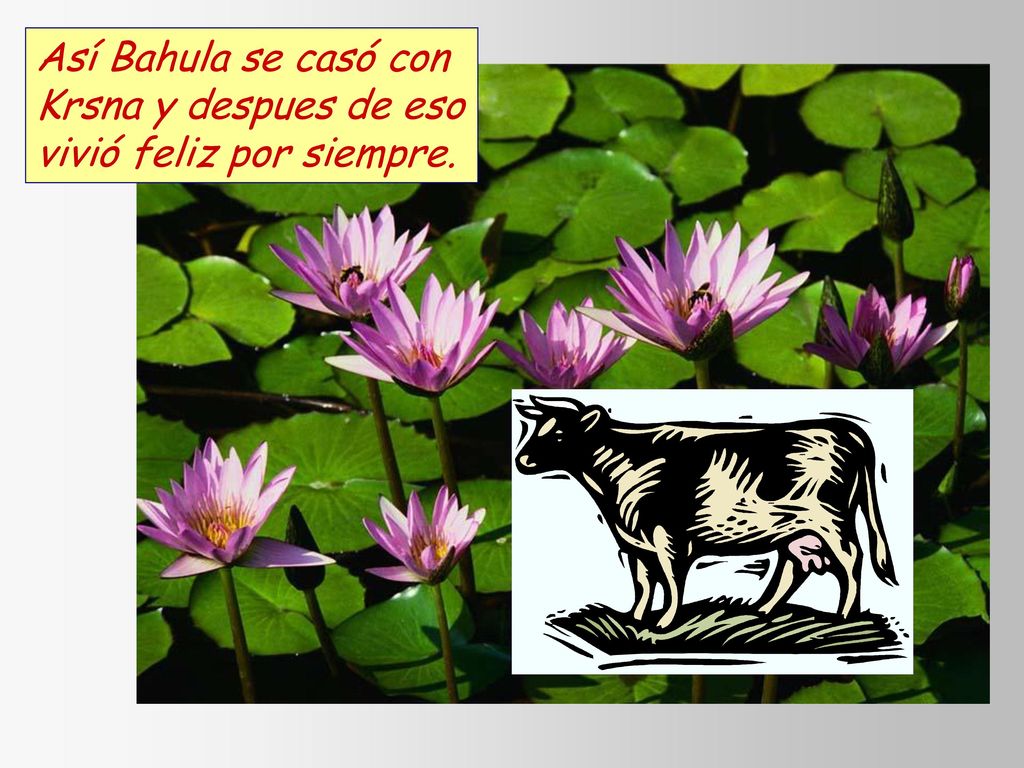 Así Bahula se casó con Krsna y despues de eso vivió feliz por siempre.
