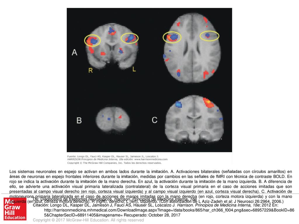 Los sistemas neuronales en espejo se activan en ambos lados durante la imitación. A. Activaciones bilaterales (señaladas con círculos amarillos) en áreas de neuronas en espejo frontales inferiores durante la imitación, medidas por cambios en las señales de fMRI con técnica de contraste BOLD. En rojo se indica la activación durante la imitación de la mano derecha. En azul, la activación durante la imitación de la mano izquierda. B. A diferencia de ello, se advierte una activación visual primaria lateralizada (contralateral) de la corteza visual primaria en el caso de acciones imitadas que son presentadas al campo visual derecho (en rojo, corteza visual izquierda) y al campo visual izquierdo (en azul, corteza visual derecha). C. Activación de motoneurona primaria lateralizada en el caso de acciones de manos imitadas con la mano derecha (en rojo, corteza motora izquierda) y con la mano izquierda (en azul, corteza motora derecha). R (right), derecho; L (left), izquierdo. (Con autorización de L Aziz-Zadeh et al: J Neurosci 26:2964, 2006.)