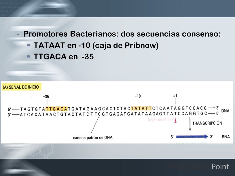 Promotores Bacterianos: dos secuencias consenso: