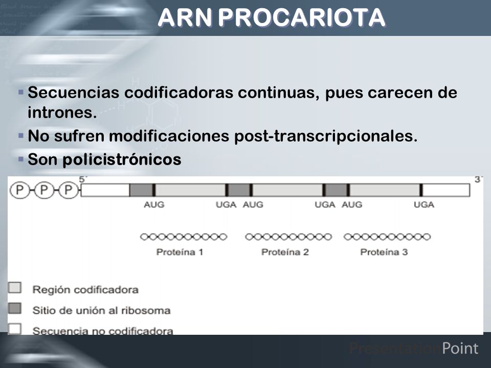 ARN PROCARIOTA Secuencias codificadoras continuas, pues carecen de intrones. No sufren modificaciones post-transcripcionales.