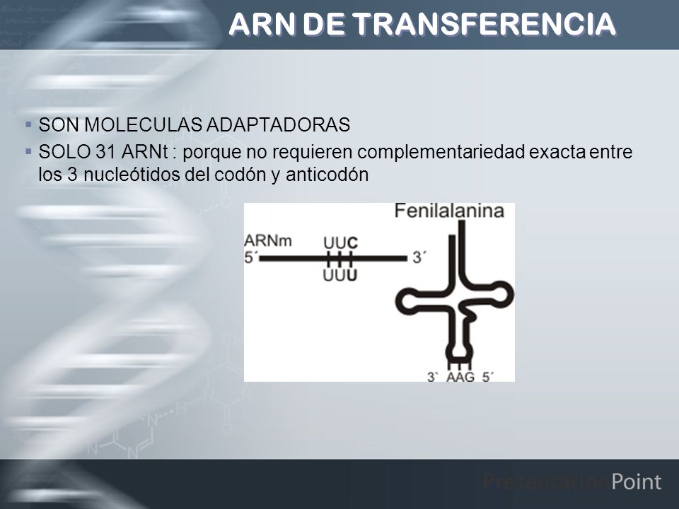 ARN DE TRANSFERENCIA SON MOLECULAS ADAPTADORAS