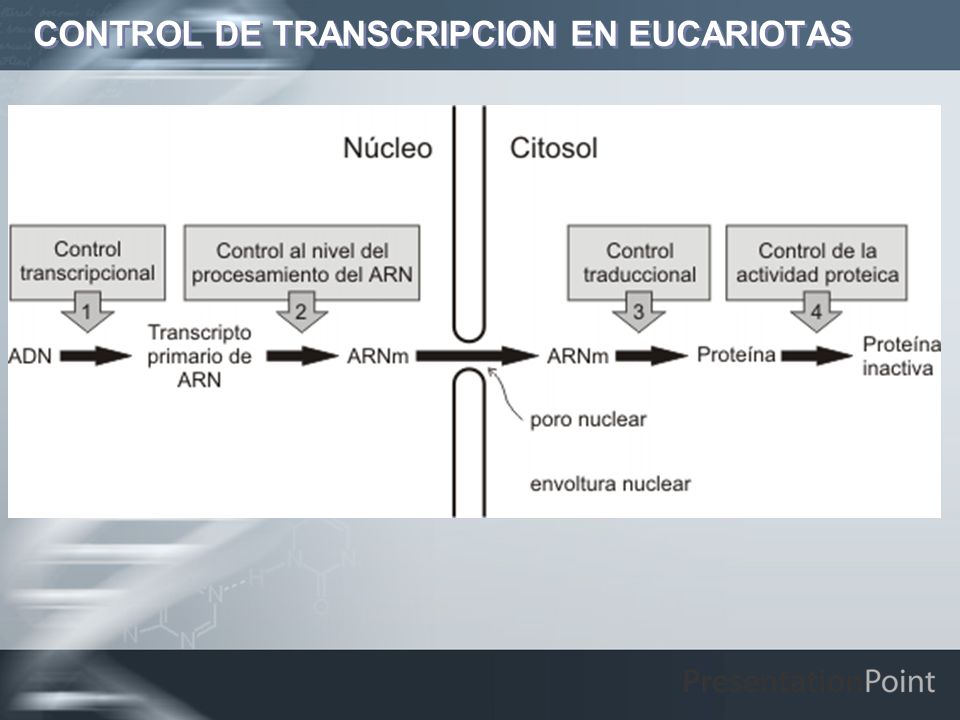CONTROL DE TRANSCRIPCION EN EUCARIOTAS