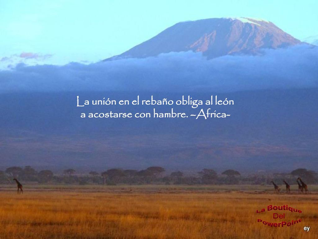 La unión en el rebaño obliga al león a acostarse con hambre. –Africa-