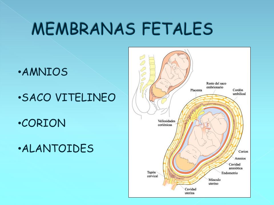 MEMBRANAS FETALES AMNIOS SACO VITELINEO CORION ALANTOIDES