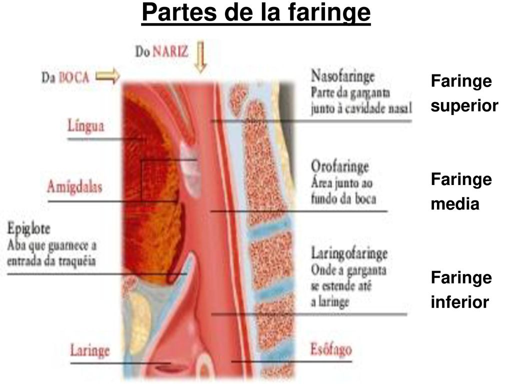 Partes de la faringe Faringe superior media inferior