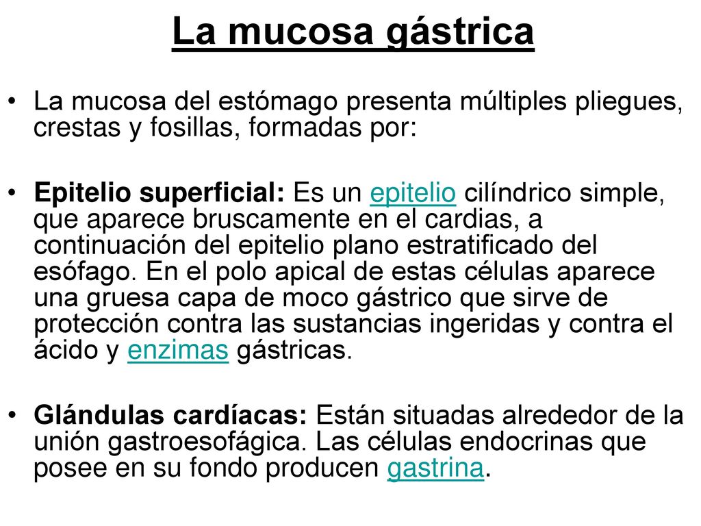 La mucosa gástrica La mucosa del estómago presenta múltiples pliegues, crestas y fosillas, formadas por: