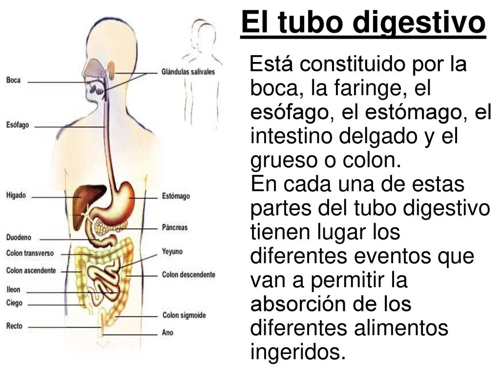 Tubo digestivo. - ppt descargar