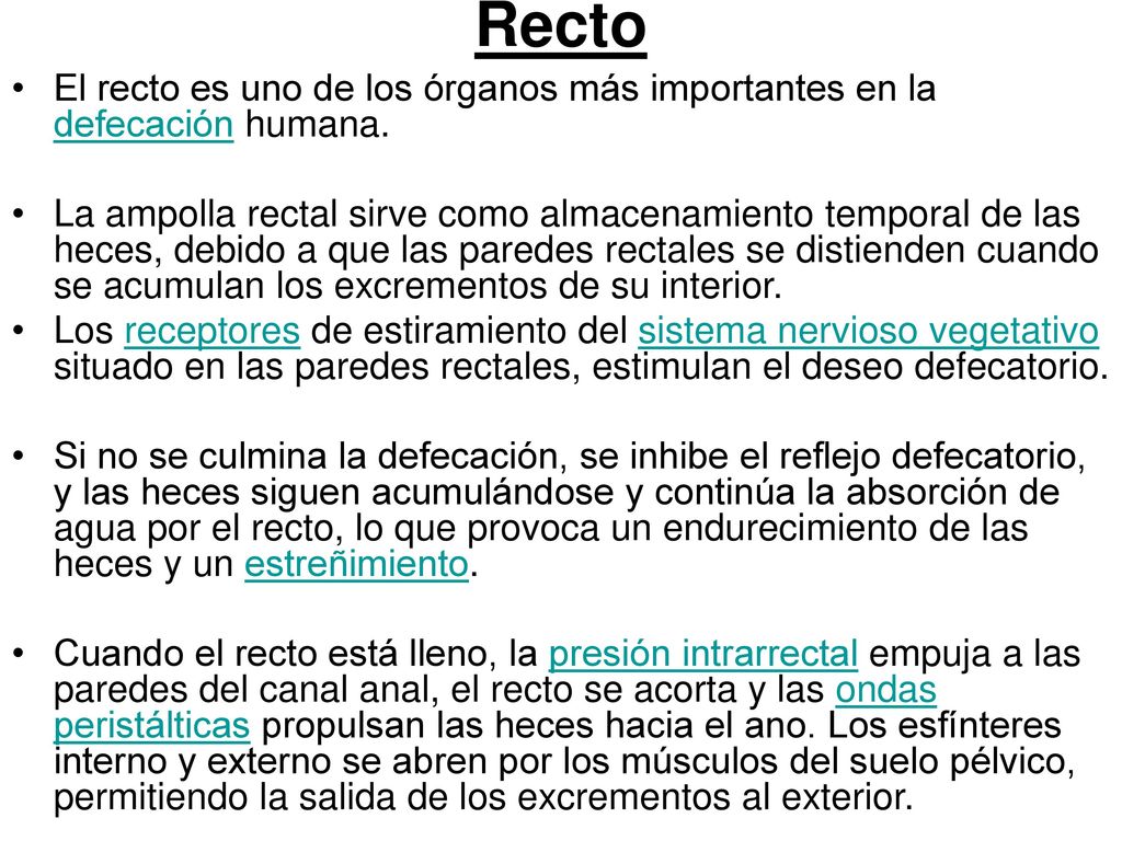 Recto El recto es uno de los órganos más importantes en la defecación humana.